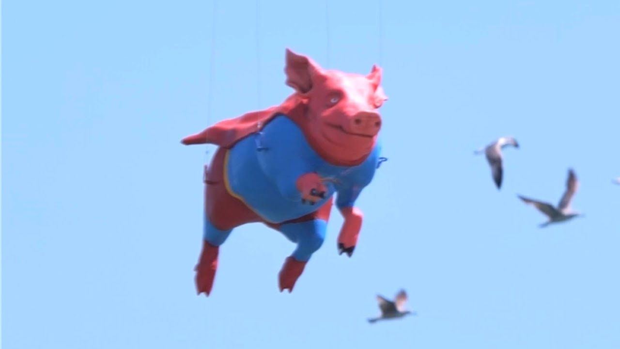 Cuando los cerdos vuelen